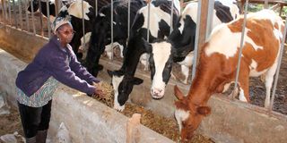 Josphine Kirui feeds her zero-grazing dairy cows silage at Tegat Farm in Elburgon