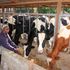 Josphine Kirui feeds her zero-grazing dairy cows silage at Tegat Farm in Elburgon