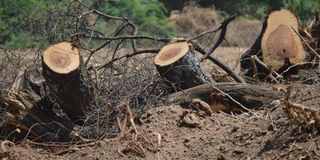 Baringo charcoal, illegal logging