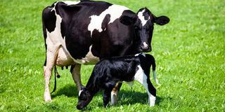 Calving of cattle