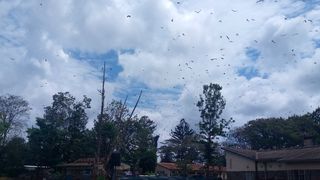Bats Murang'a police station