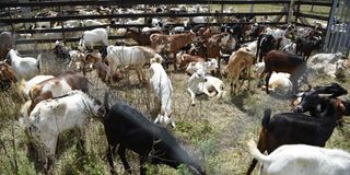 Goats at the Kimalel goat auction in Baringo County on December 21, 2019