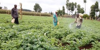 A worker sprays a potato farm with a pesticide in Elburgon, Nakuru County