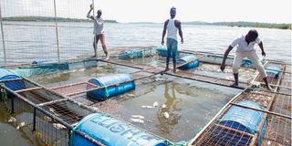 Fishermen collect dead fish from fish cages in Lake Victoria on October 20, 2022. 