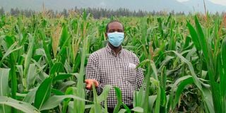 Prof Theophilus Mutui checks on Bt Maize