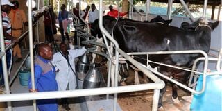 Cows at a milking pen during the opening of the Nairobi International Trade Fair on Ngong Road 