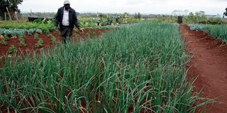 An onion demonstration plot at Wambugu Agricultural Training farm in Nyeri 