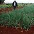 An onion demonstration plot at Wambugu Agricultural Training farm in Nyeri 