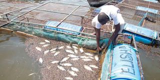 lake victoria, fish deaths, dead fish, pollution