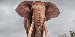Elephant Lugard