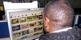 A man gazes at photos of cows on a computer.