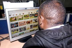 A man gazes at photos of cows on a computer.
