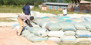 Harvesting season: Workers pack maize after drying at Simatwet in Trans Nzoia County on October 24, 2022