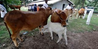 Beef cattle of the Boran breed from ADC Mutara in Laikipia