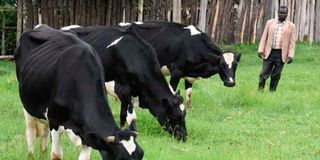 A farmer grazing cows