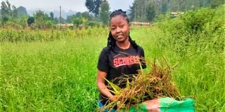 Teresa Kibiri harvests her brachiaria grass
