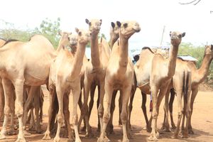 Camels mandera