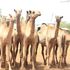 Camels mandera