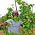 Dennis Nguma with a passion fruit seedling at his farm in Mavindini, Makueni County. 