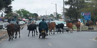 Nairobi Cows 