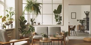 Modern living room with indoor plants