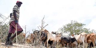 A herdsman looks after his cattle amid a searing drought in Kaloleni, Kilifi County