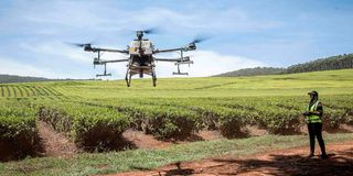 A Kenya Airways employee controls an unmanned aerial vehicle (UAV) as it spreads fertilizer over a tea farm