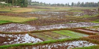 Preparations for rice plantation in Mwea, Kirinyaga County 