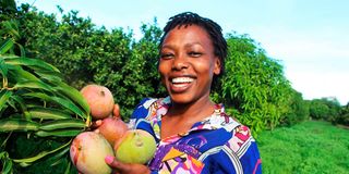 Petronilla Muthama, fruit farming, mango season, 
