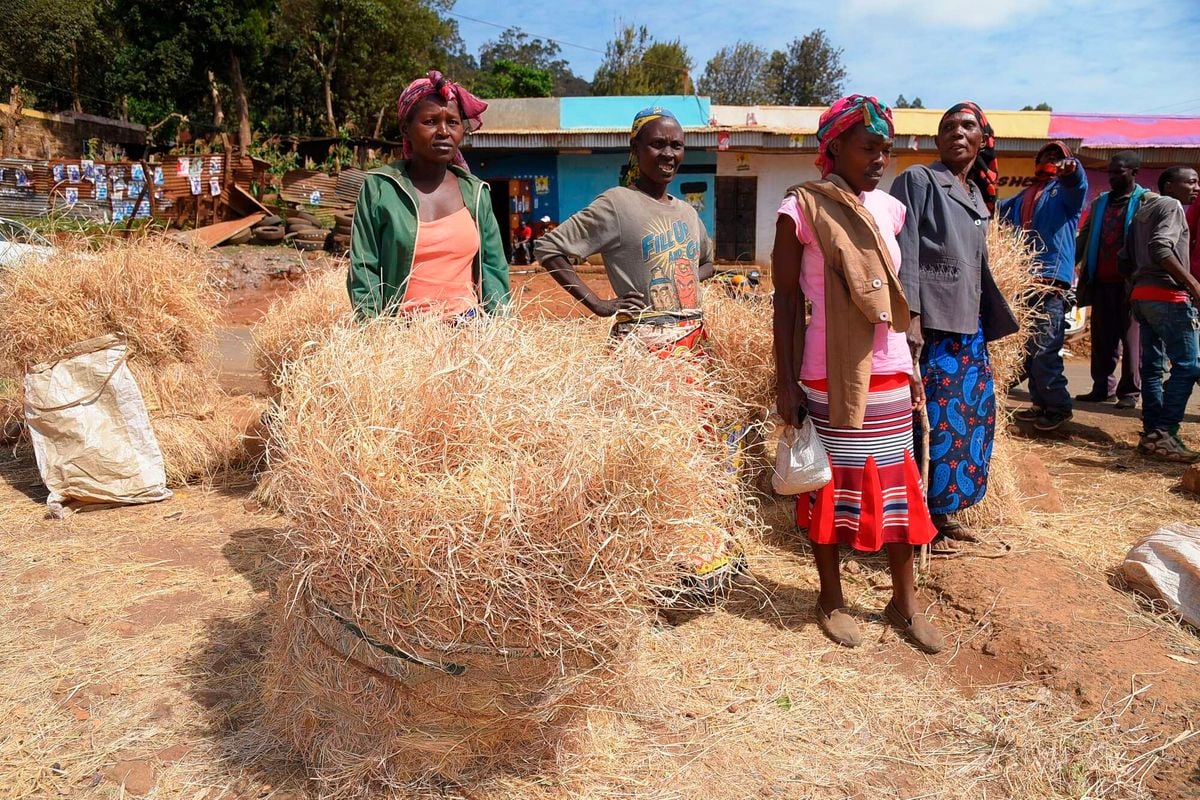 Give us water, not fertiliser, Mt Kenya farmers say as region suffers food crisis