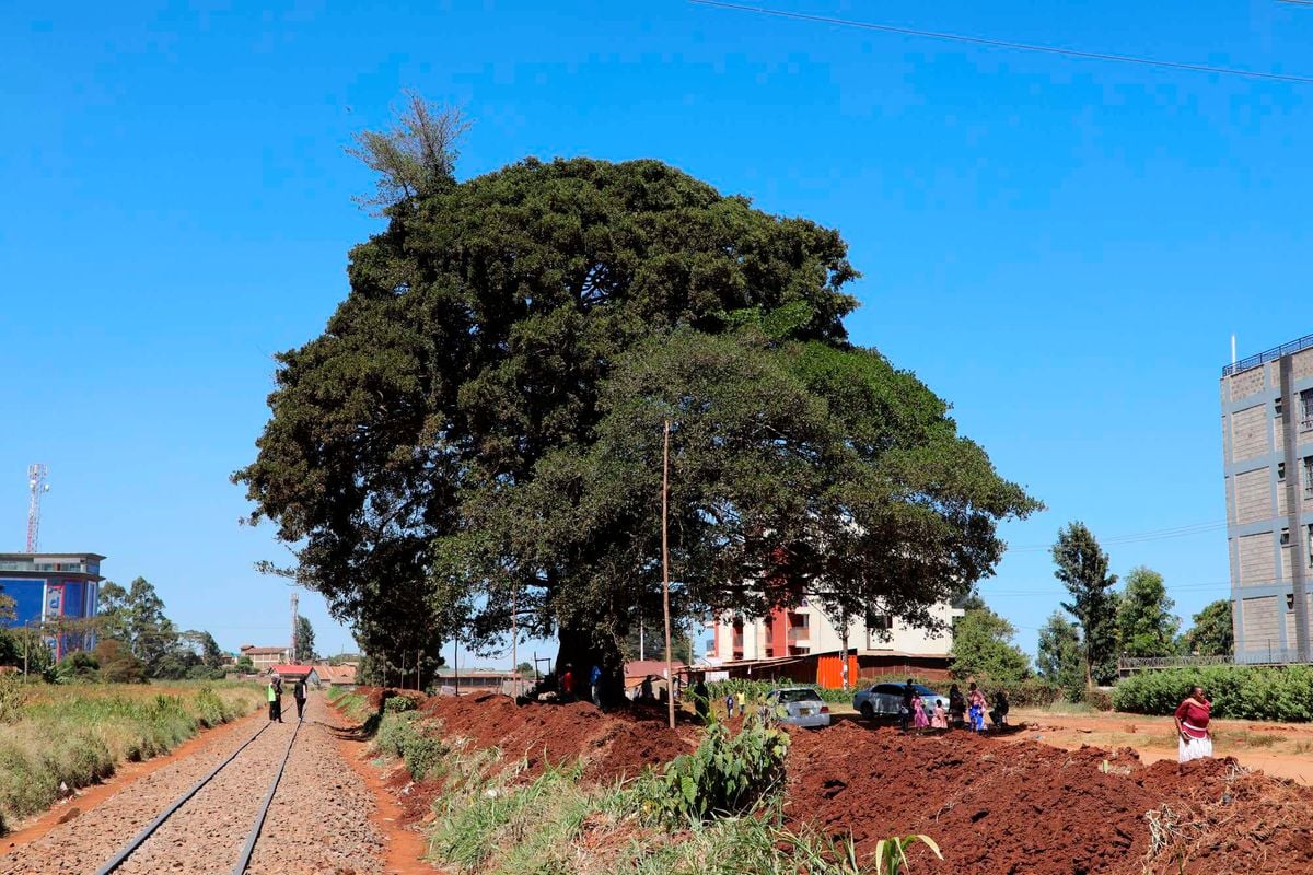 Gitaru residents: We want the new railway line, station and our mugumo tree