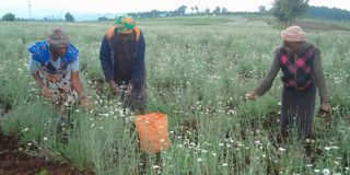 Workers harvest pyrethrum at the Kenya Agricultural and Livestock Research Organization (Kalro) in Molo, Nakuru County