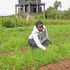 A farmer inspects her onion crop