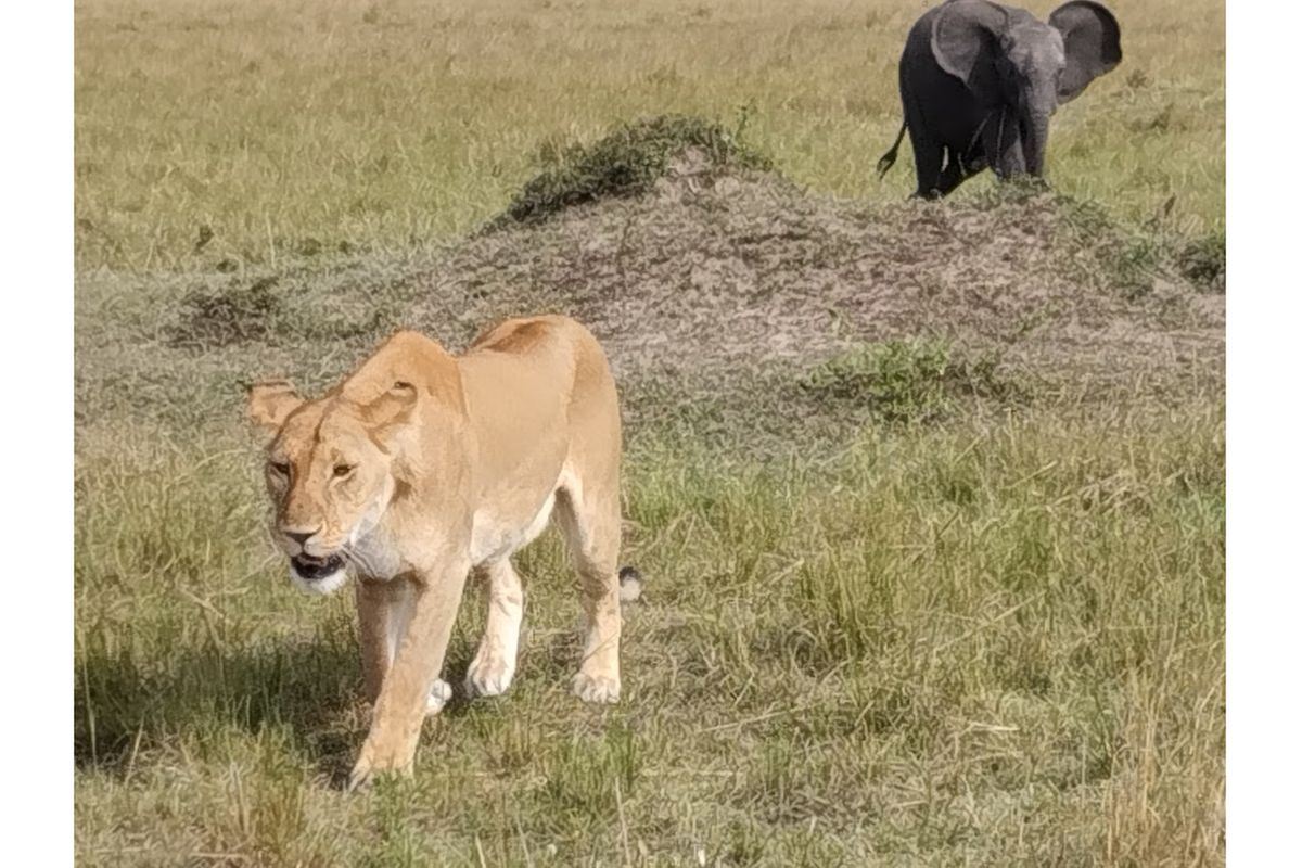 The amazing wildlife of the Mara