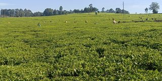 A tea estate owned by a multinational tea company in Nandi County