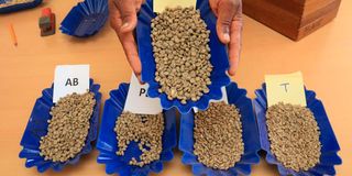 A coffee grader displays various grades of green coffee beans at Kirinyaga County Cooperative Union Laboratory