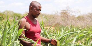 Musembi Musau, stands on his sorghum farm during an interview in Wamasa Village, Kinango, Kwale County