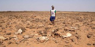 Mzee Soka Ali inspects carcasses of his livestock at Tigo village in Marsabit County on February 10, 2023. 