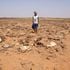Mzee Soka Ali inspects carcasses of his livestock at Tigo village in Marsabit County on February 10, 2023. 