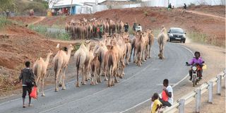 Baringo livestock