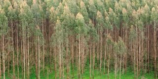 eucalyptusban on eucalyptus, trees