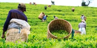 Workers pick tea leaves
