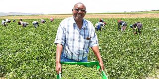 Workers harvest French beans at a farm in Naivasha, Nakuru County.