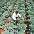 Robert Toroitich, a worker at Uasin Gishu County Government’s Agriculture and Agribusiness department tends to cabbages