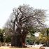 A baobab tree at the Mama Ngina Waterfront in Mombasa