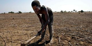Malawian farmer