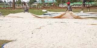 Workers dry maize in Elburgon, Nakuru County