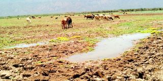 Livestock graze in Lake Kamnarok Game Reserve in Kerio Valley, Baringo County