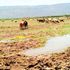 Livestock graze in Lake Kamnarok Game Reserve in Kerio Valley, Baringo County