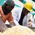Trade Principal Secretary, Fred Ombudo K’Ombudo second (left), samples maize delivered to NCPB Eldoret depot